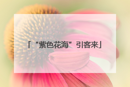“紫色花海”引客来