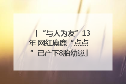 “与人为友”13年 网红麋鹿“点点”已产下8胎幼崽