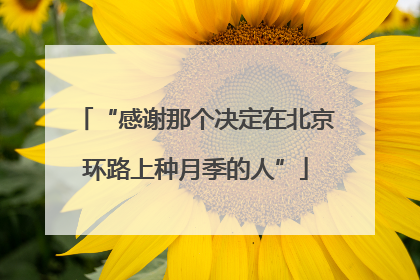 “感谢那个决定在北京环路上种月季的人”