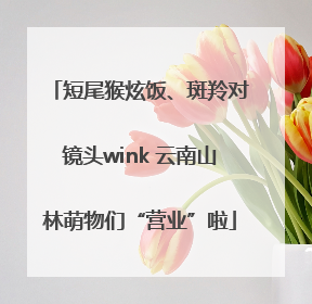 短尾猴炫饭、斑羚对镜头wink 云南山林萌物们“营业”啦