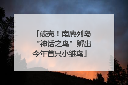 破壳！南麂列岛“神话之鸟”孵出今年首只小雏鸟