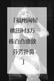 福州闽侯桃田村3万株百合盛放 芬芳扑鼻