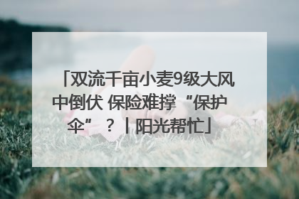 双流千亩小麦9级大风中倒伏 保险难撑“保护伞”？丨阳光帮忙