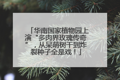 华南国家植物园上演“多肉界玫瑰传奇”，从呆萌树干到炸裂种子全是戏！