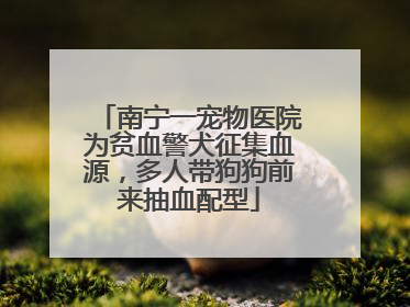 南宁一宠物医院为贫血警犬征集血源，多人带狗狗前来抽血配型