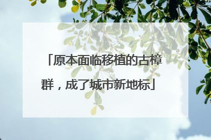 原本面临移植的古樟群，成了城市新地标