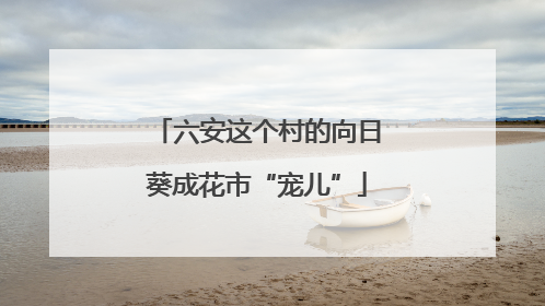 六安这个村的向日葵成花市“宠儿”
