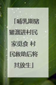哺乳期猪獾溜进村民家觅食 村民救助后将其放生