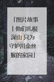 图片故事丨他们扎根深山 只为守护川金丝猴的家园