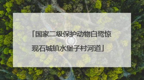 国家二级保护动物白鹭惊现石城镇水堡子村河道