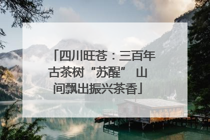 四川旺苍：三百年古茶树“苏醒” 山间飘出振兴茶香