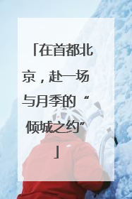 在首都北京，赴一场与月季的“倾城之约”