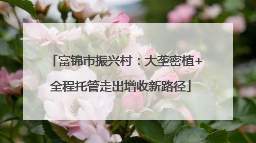 富锦市振兴村：大垄密植+全程托管走出增收新路径