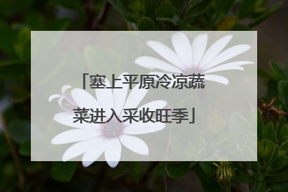 塞上平原冷凉蔬菜进入采收旺季