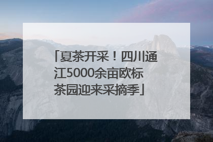 夏茶开采！四川通江5000余亩欧标茶园迎来采摘季