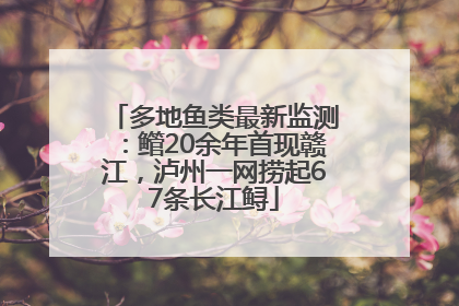 多地鱼类最新监测：鳤20余年首现赣江，泸州一网捞起67条长江鲟