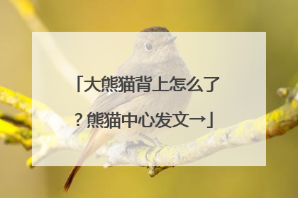 大熊猫背上怎么了？熊猫中心发文→