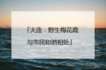 大连：野生梅花鹿与市民和谐相处