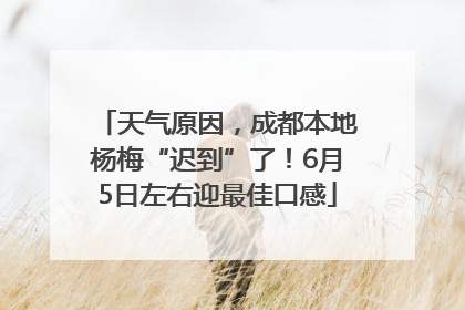 天气原因，成都本地杨梅“迟到”了！6月5日左右迎最佳口感