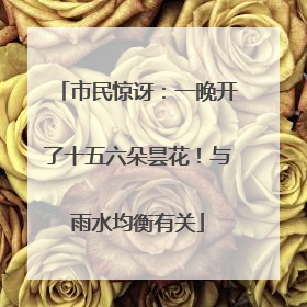 市民惊讶：一晚开了十五六朵昙花！与雨水均衡有关