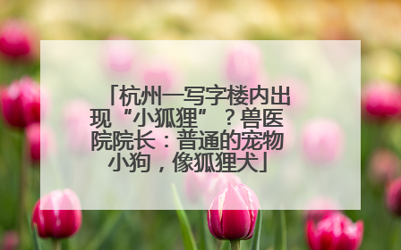 杭州一写字楼内出现“小狐狸”？兽医院院长：普通的宠物小狗，像狐狸犬