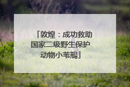 敦煌：成功救助国家二级野生保护动物小苇鳽