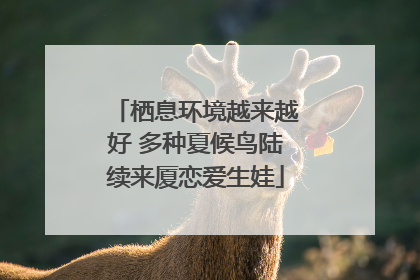 栖息环境越来越好 多种夏候鸟陆续来厦恋爱生娃
