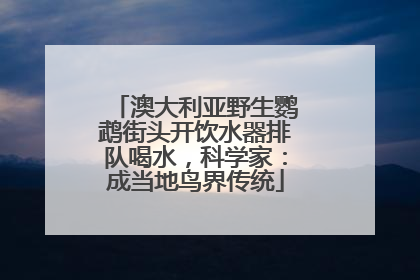 澳大利亚野生鹦鹉街头开饮水器排队喝水，科学家：成当地鸟界传统