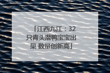 江西九江：32只青头潜鸭宝宝出巢 数量创新高