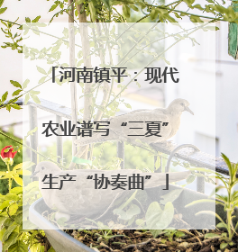 河南镇平：现代农业谱写“三夏”生产“协奏曲”