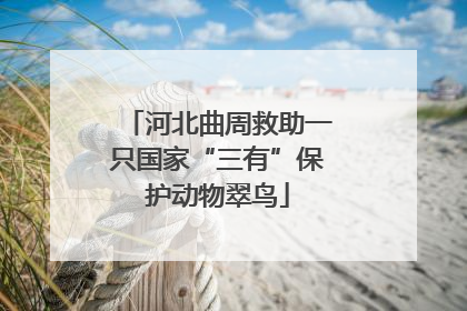 河北曲周救助一只国家“三有”保护动物翠鸟