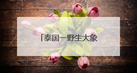泰国一野生大象凌晨闯进商店，狂吃零食和鸡蛋