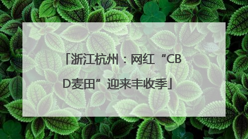 浙江杭州：网红“CBD麦田”迎来丰收季