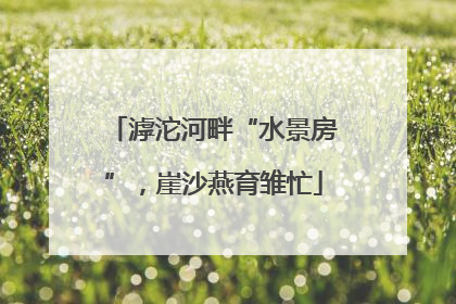 滹沱河畔“水景房”，崖沙燕育雏忙