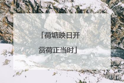 荷塘映日开 赏荷正当时