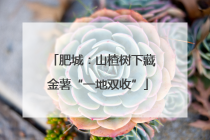 肥城：山楂树下藏金薯“一地双收”