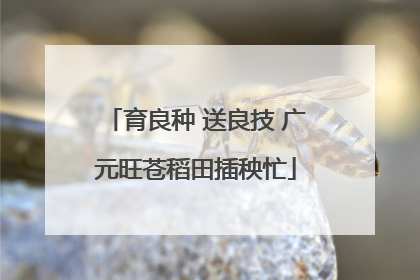 育良种 送良技 广元旺苍稻田插秧忙