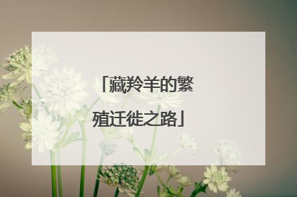 藏羚羊的繁殖迁徙之路