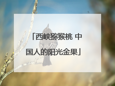西峡猕猴桃 中国人的阳光金果