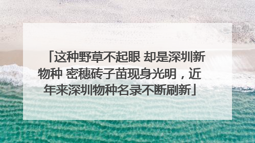 这种野草不起眼 却是深圳新物种 密穗砖子苗现身光明，近年来深圳物种名录不断刷新