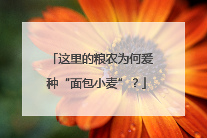 这里的粮农为何爱种“面包小麦”？