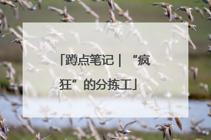 蹲点笔记｜“疯狂”的分拣工