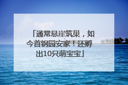 通常悬崖筑巢，如今首钢园安家！还孵出10只萌宝宝