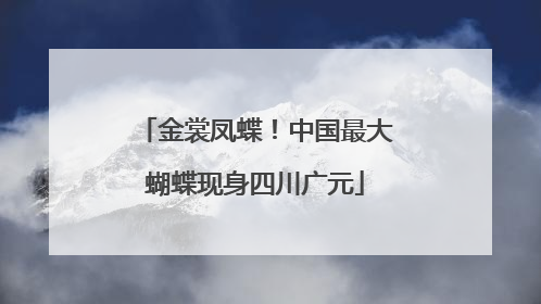 金裳凤蝶！中国最大蝴蝶现身四川广元