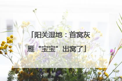 阳关湿地：首窝灰雁“宝宝”出窝了
