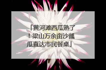 黄河滩西瓜熟了！梁山万余亩沙瓤瓜直达市民餐桌