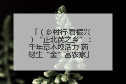 （乡村行·看振兴）“正北芪之乡”：千年草本焕活力 药材生“金”富农家
